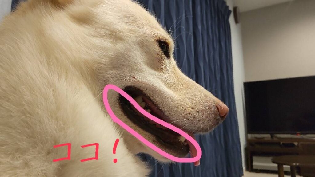 犬のパッキンのひみつ もぐらぼぴっといん